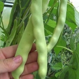 Kako posaditi pasulj